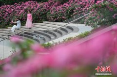 南京：初夏时节 繁花满街